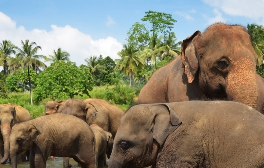 Absolute Sri Lanka