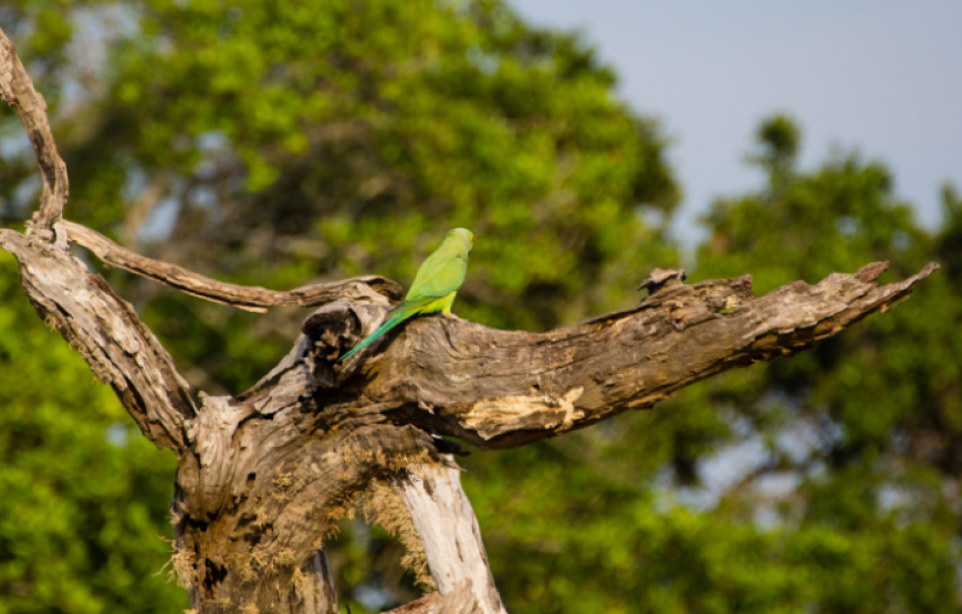 Absolute Sri Lanka